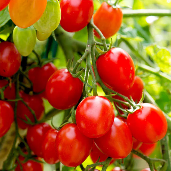 Tomato Romello F1 Seeds - Image 3