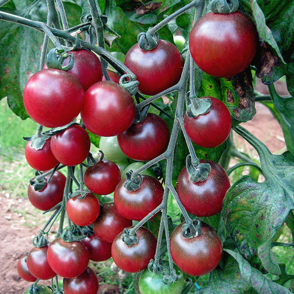 Tomato Rosella Seeds (AGM) - Image 2