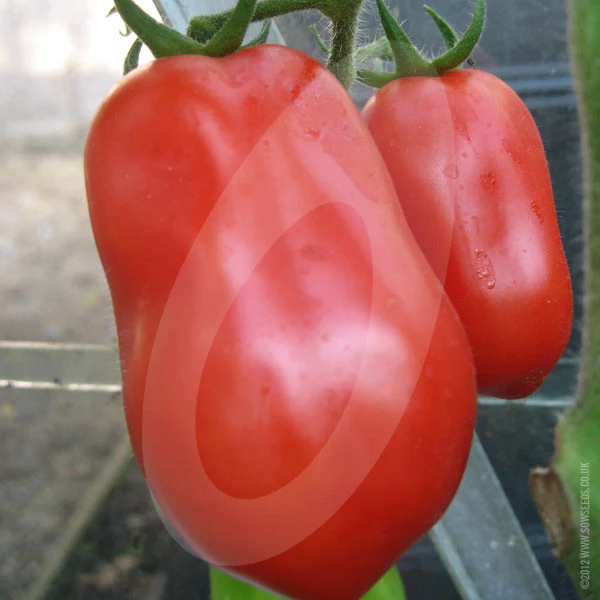 Tomato San Marzano Seeds - Image 3