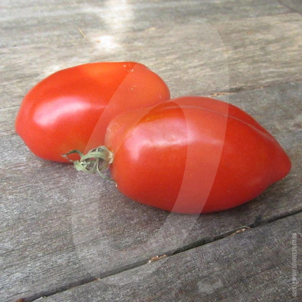Tomato San Marzano Seeds - Image 4