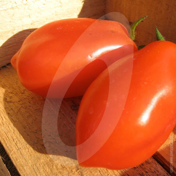 Tomato San Marzano Seeds - Image 5