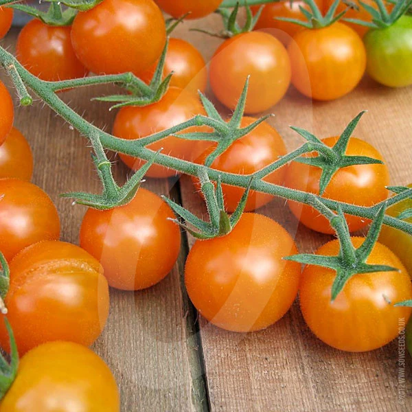 Tomato Sungold F1 Seeds - Image 3