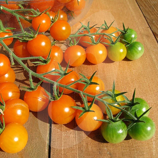 Tomato Sungold F1 Seeds - Image 4