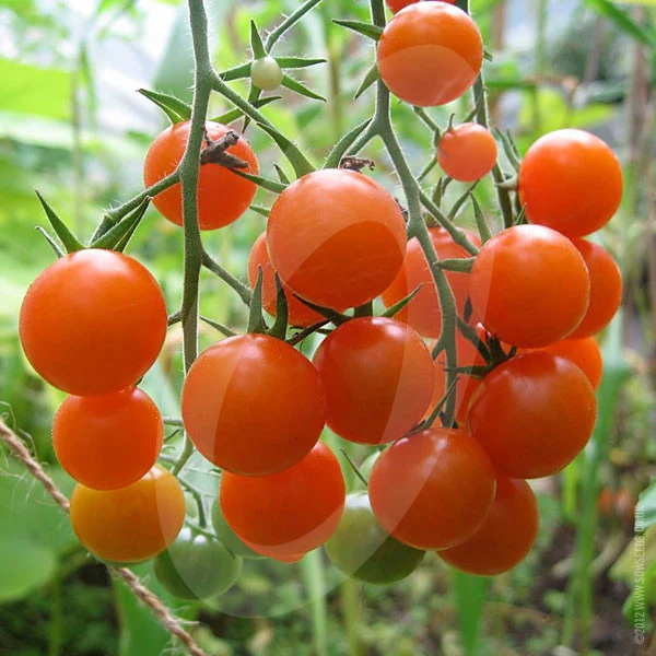 Tomato Sungold F1 Seeds - Image 5