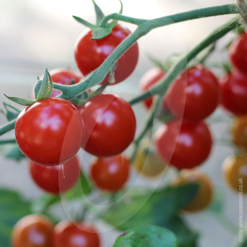 Tomato Sweet Aperitif Seeds (AGM) - Image 2