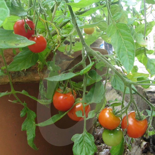 Tomato Tumbling Tom Red Seeds - Image 2