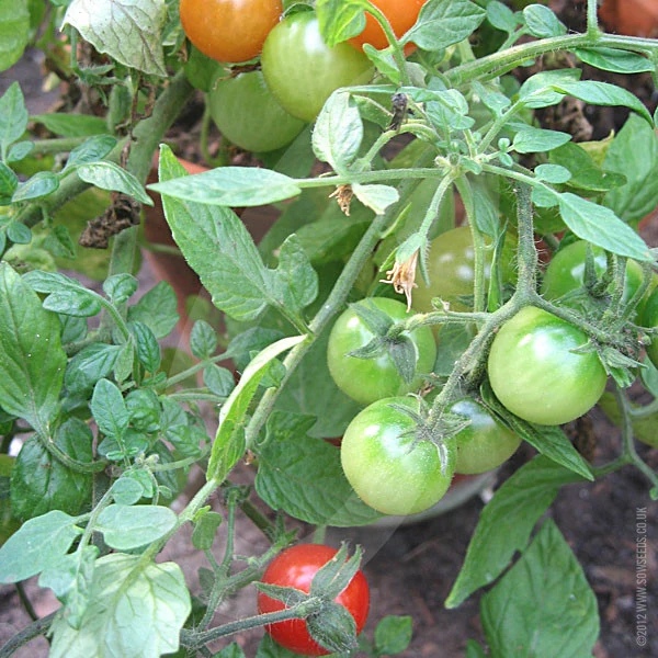 Tomato Tumbling Tom Red Seeds - Image 3
