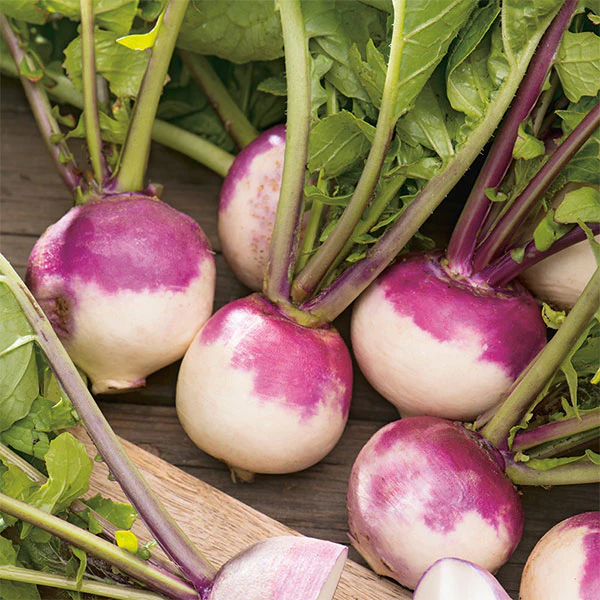 Turnip Purple Top Milan Seeds - Image 2