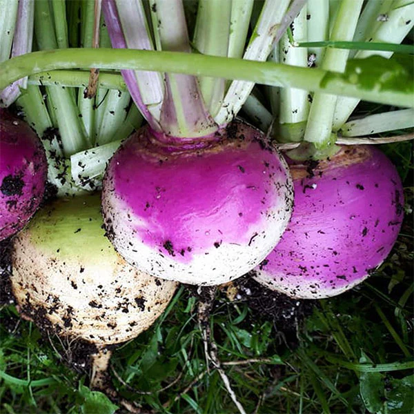Turnip Purple Top Milan Seeds - Image 3