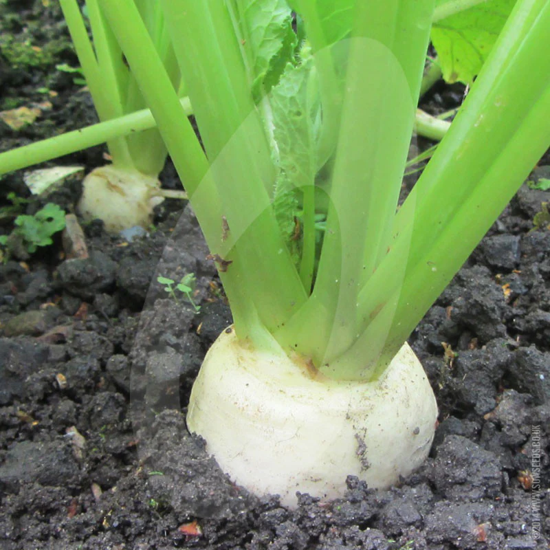 Turnip Tokyo Cross F1 Seeds - Image 3