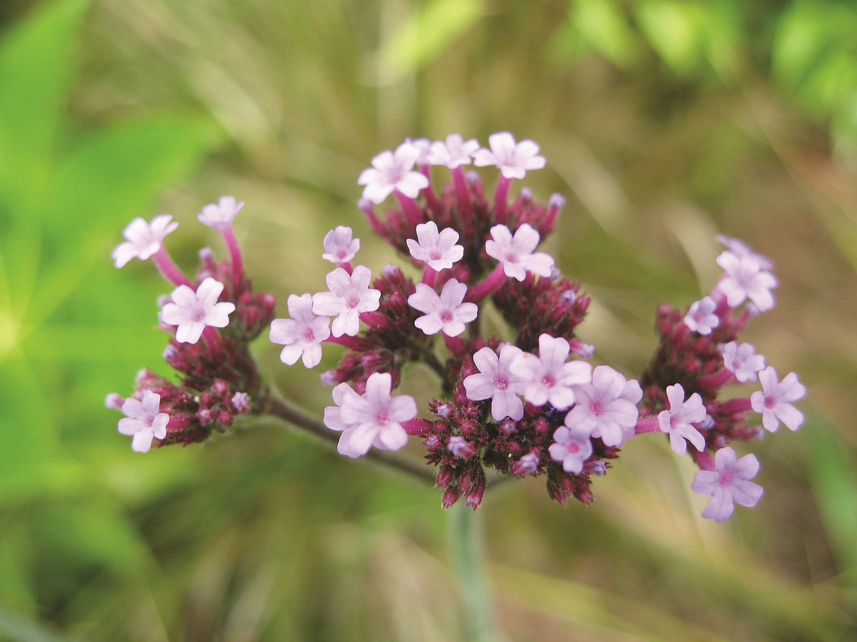 Verbena Bonariensis Cut Flower Seeds - Image 2