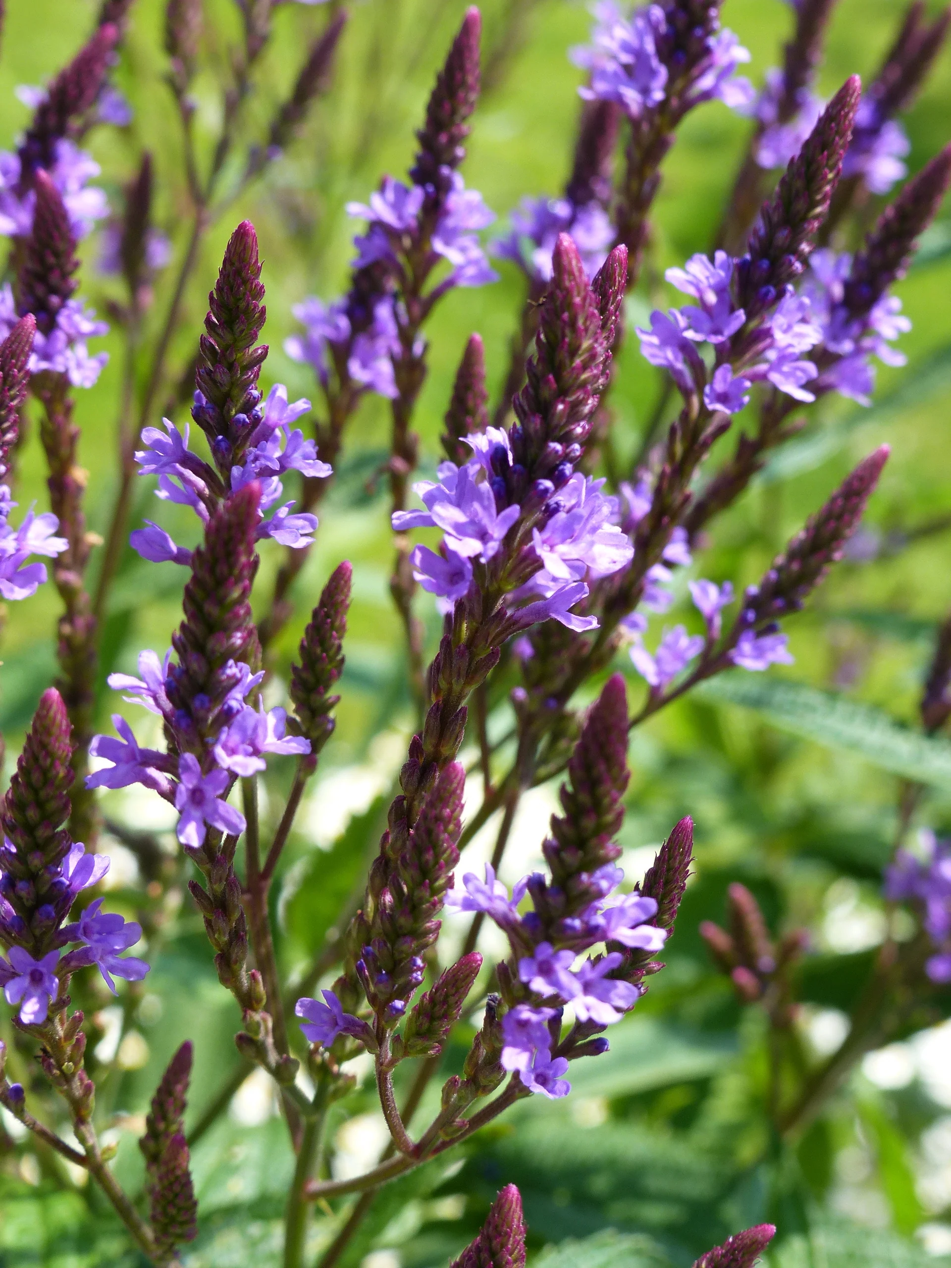 Verbena Hastata 'Blue Spires' Cut Flower Seeds - Image 2