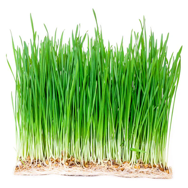 Wheatgrass Microgreens Sprouting Seeds - Image 3