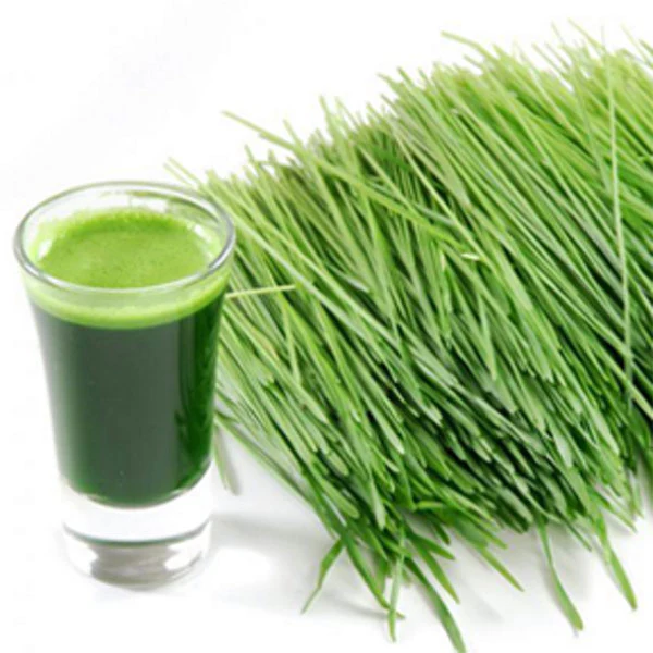 Wheatgrass Microgreens Sprouting Seeds - Image 4