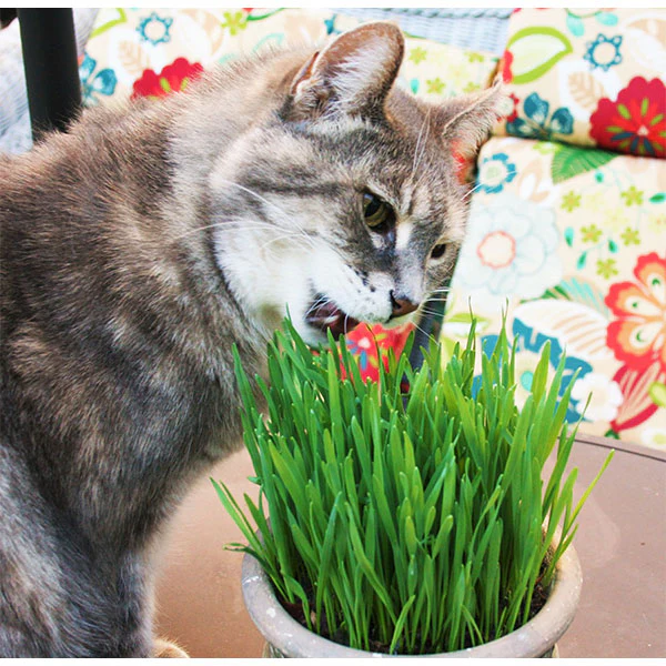 Wheatgrass Microgreens Sprouting Seeds - Image 5