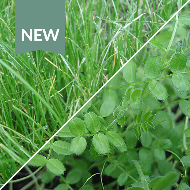 Green Manure Winter Mix Seeds - Image 2