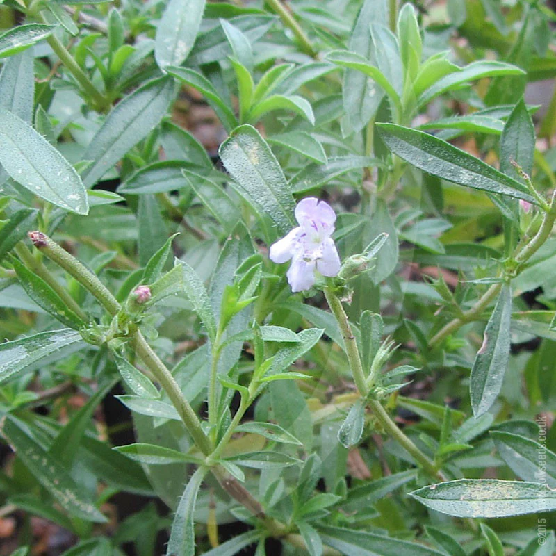 Herb Winter Savory Seeds - Image 4