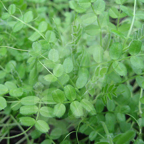 Green Manure Winter Tares (Vetch) Seeds - Image 3