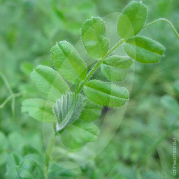 Green Manure Winter Tares (Vetch) Seeds - Image 4