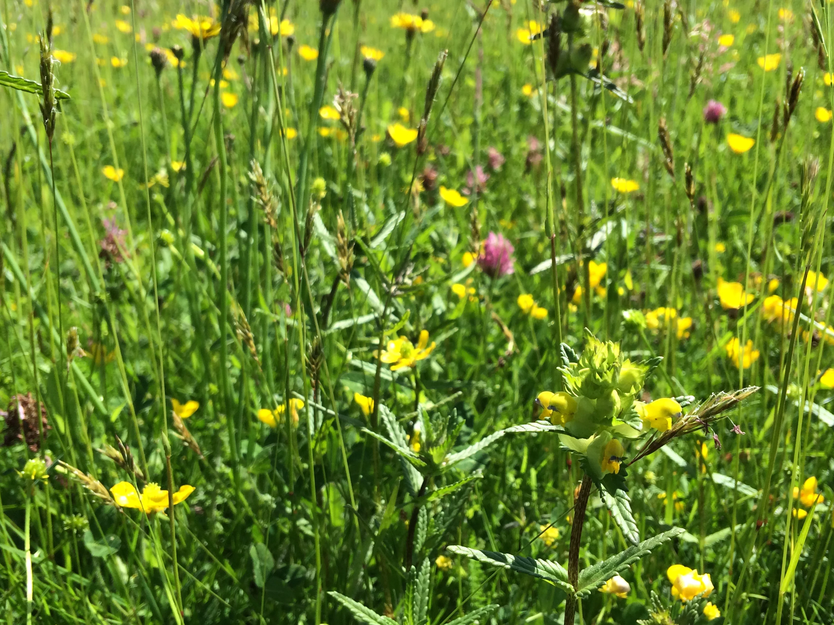 Yellow Rattle Wildflower Seed - Image 3
