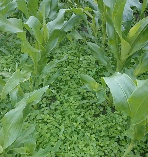 Green Manure Yellow Trefoil Seeds - Image 3
