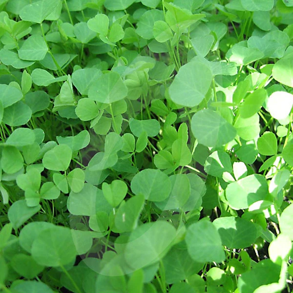 Green Manure Yellow Trefoil Seeds - Image 4