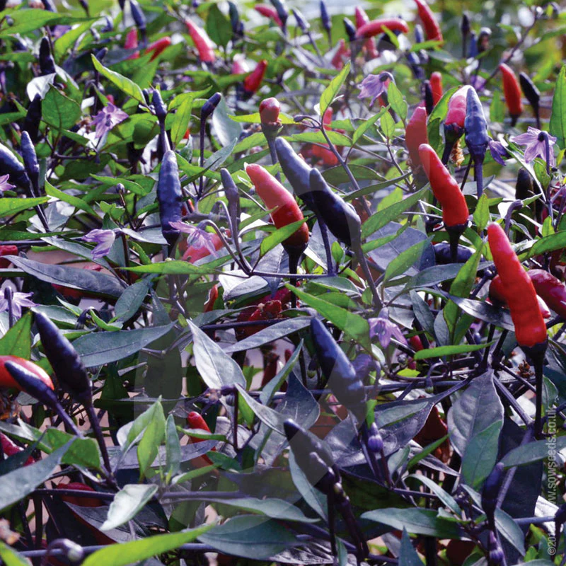 Chilli Pepper Zimbabwe Black Seeds - Image 2