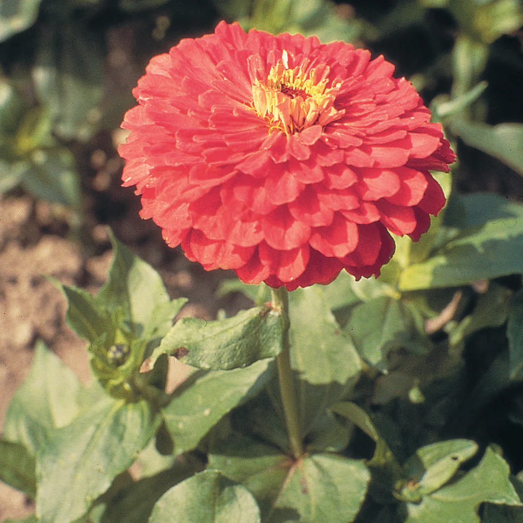 Zinnia Benary's Giant Coral Cut Flower Seeds - Image 2