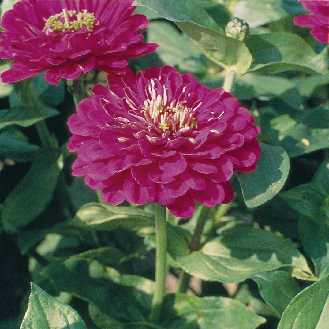 Zinnia Benary's Giant Purple Cut Flower Seeds - Image 2